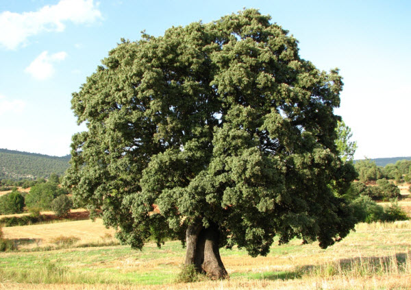 Carrasca_de_la_Raboseras Carrasca_de_la_Raboseras