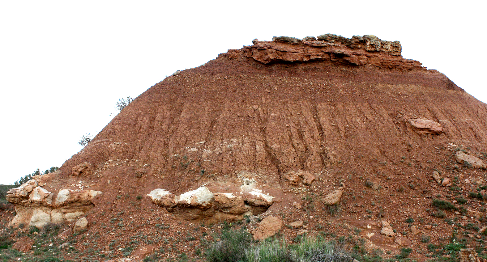 0.11.A sector distal abanico