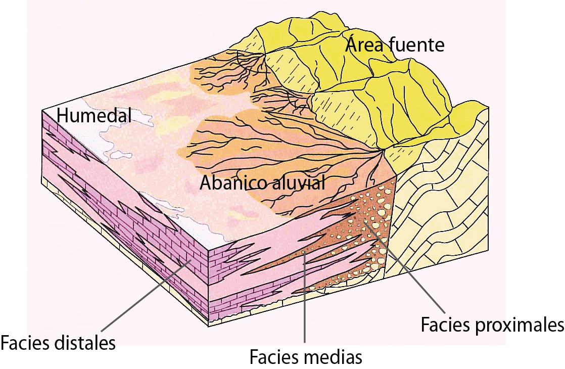 10.0.C bloque abanico