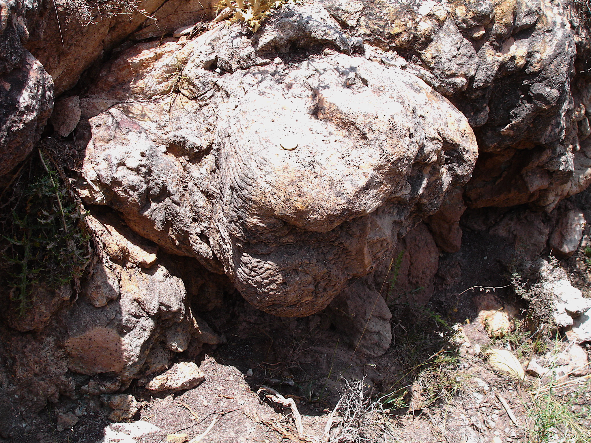 3.2.C huella dinosaurio