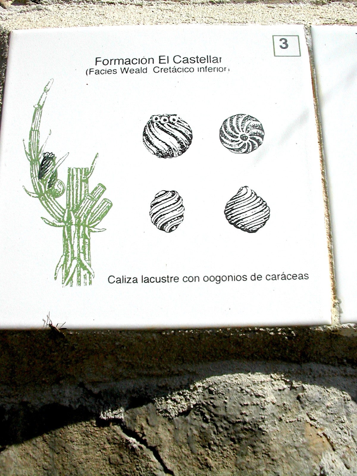 3.1.B baldosa caráceas