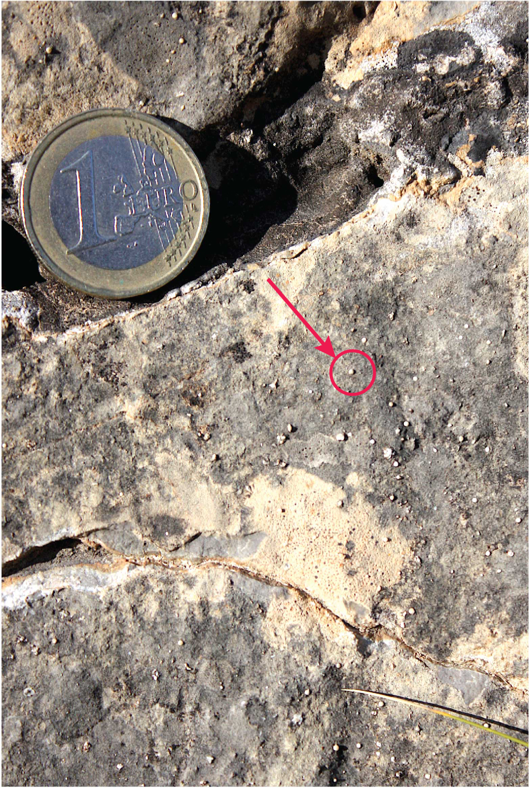 3.1.C caráceas detalle