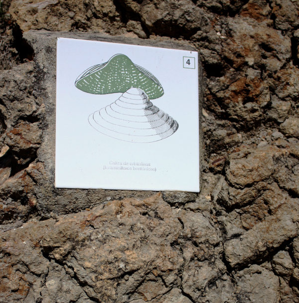 4.3.A baldosa orbitolinas