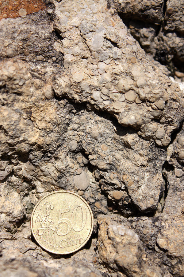 4.3.B caliza orbitolinas