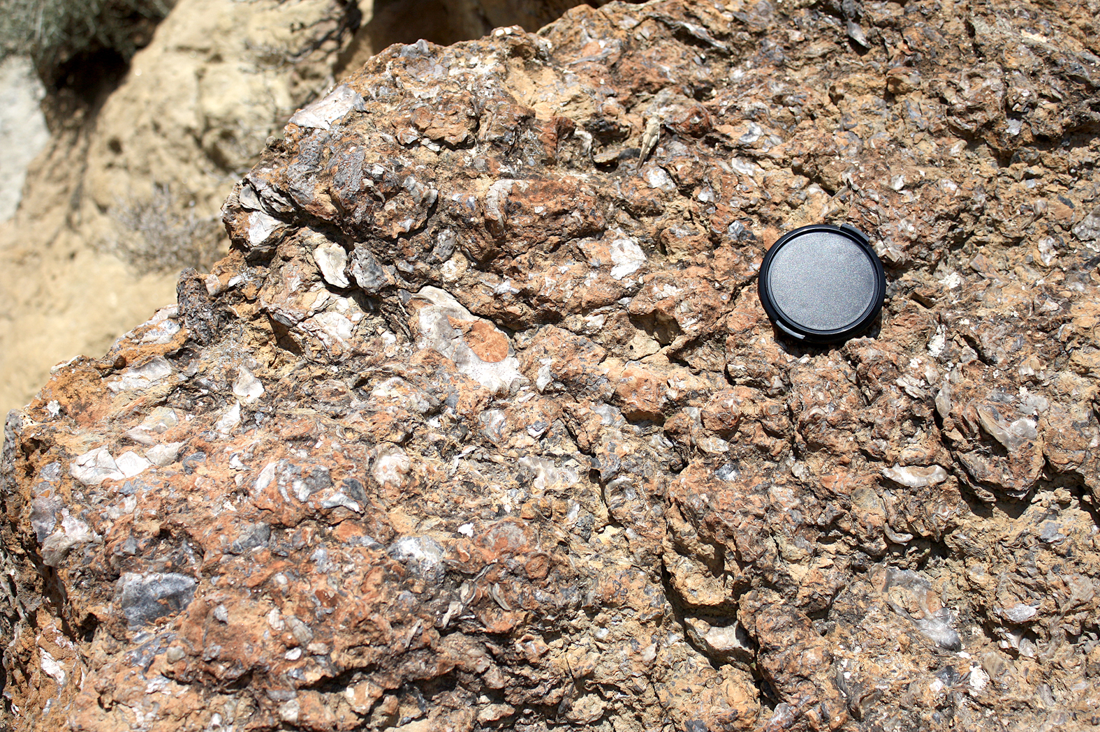 4.4.A lumaquela ostreidos