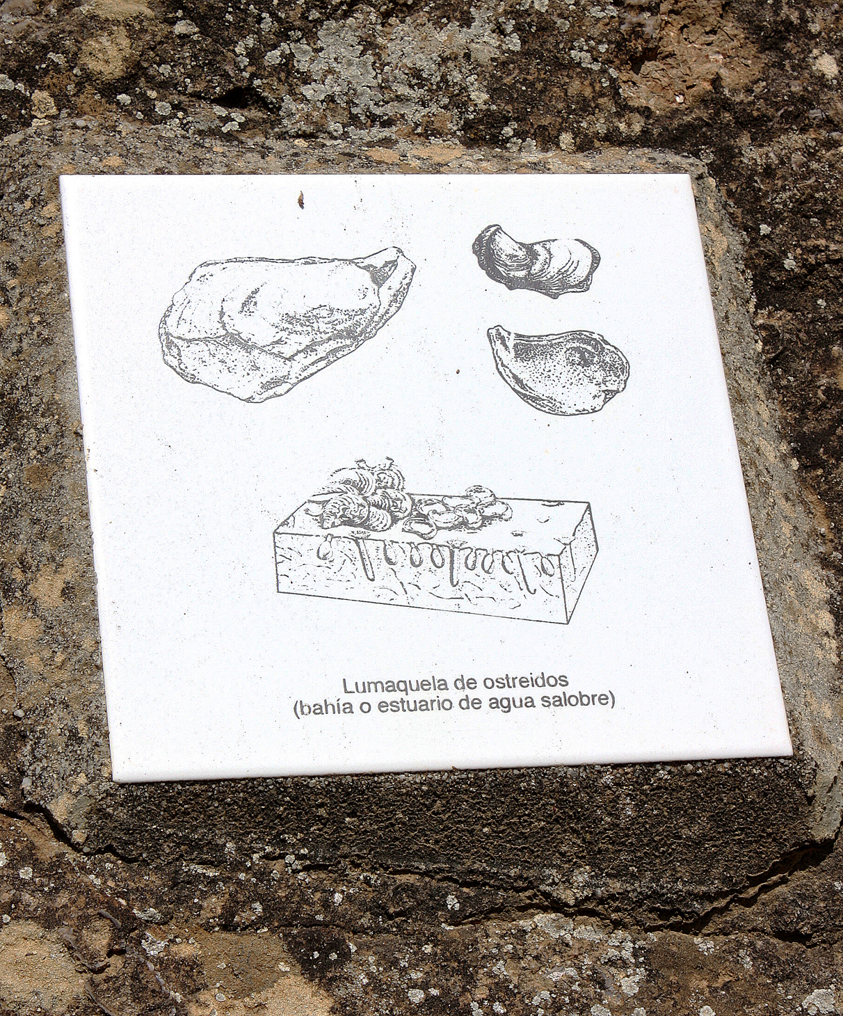 4.4.B baldosa ostreidos