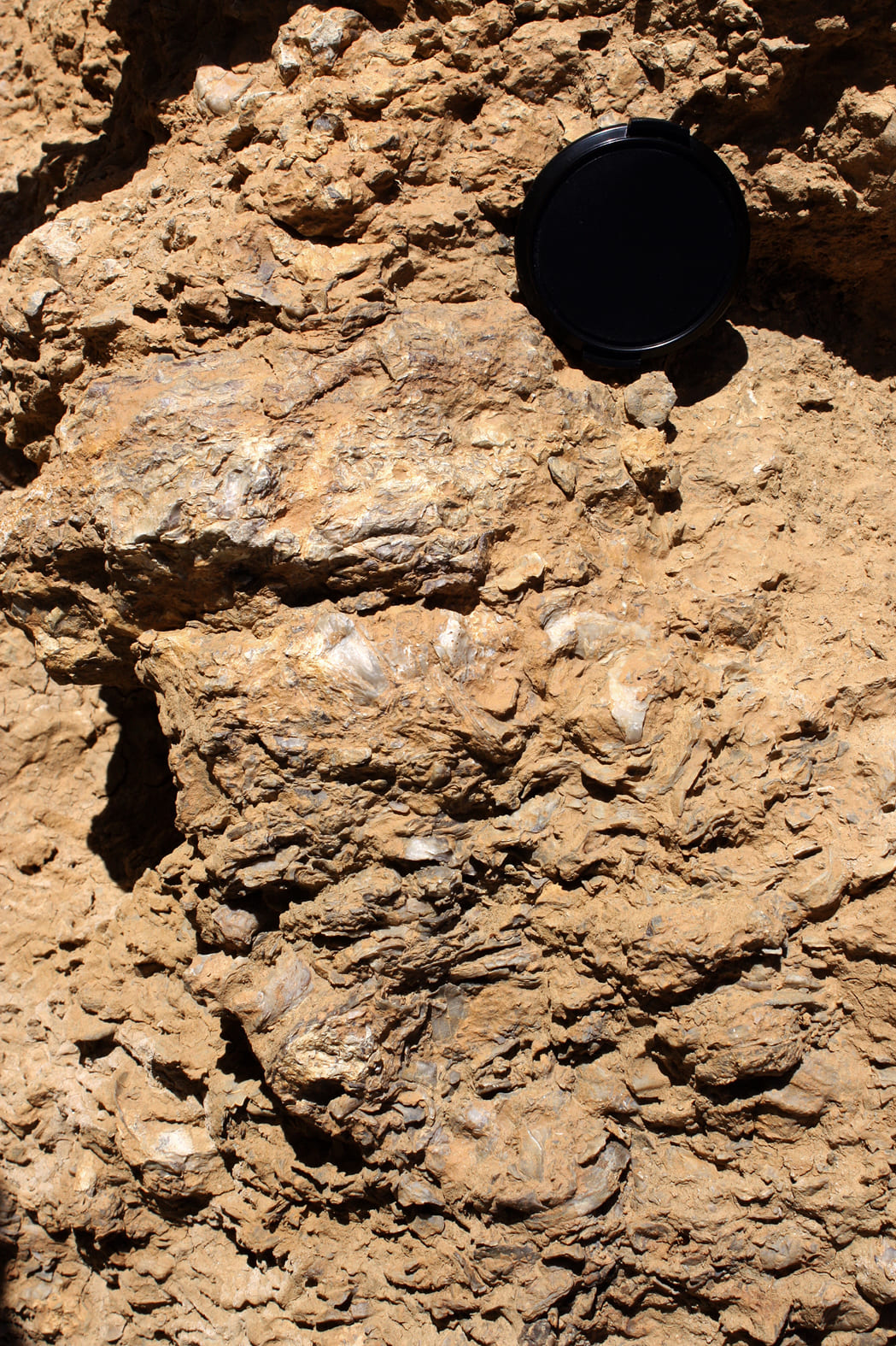 5.2.C lumaquela ostreidos