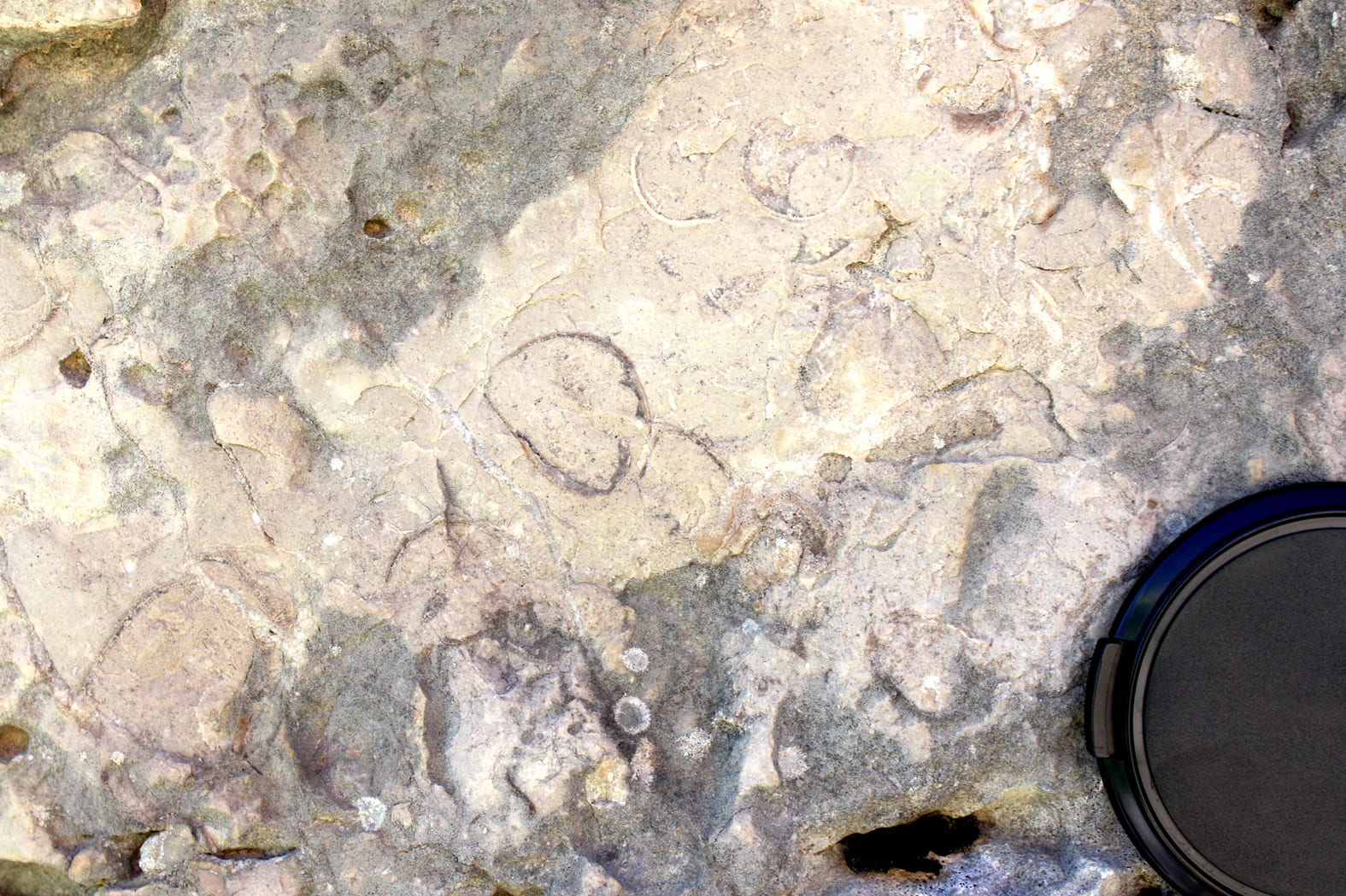 5.3.C hippurítidos secciones